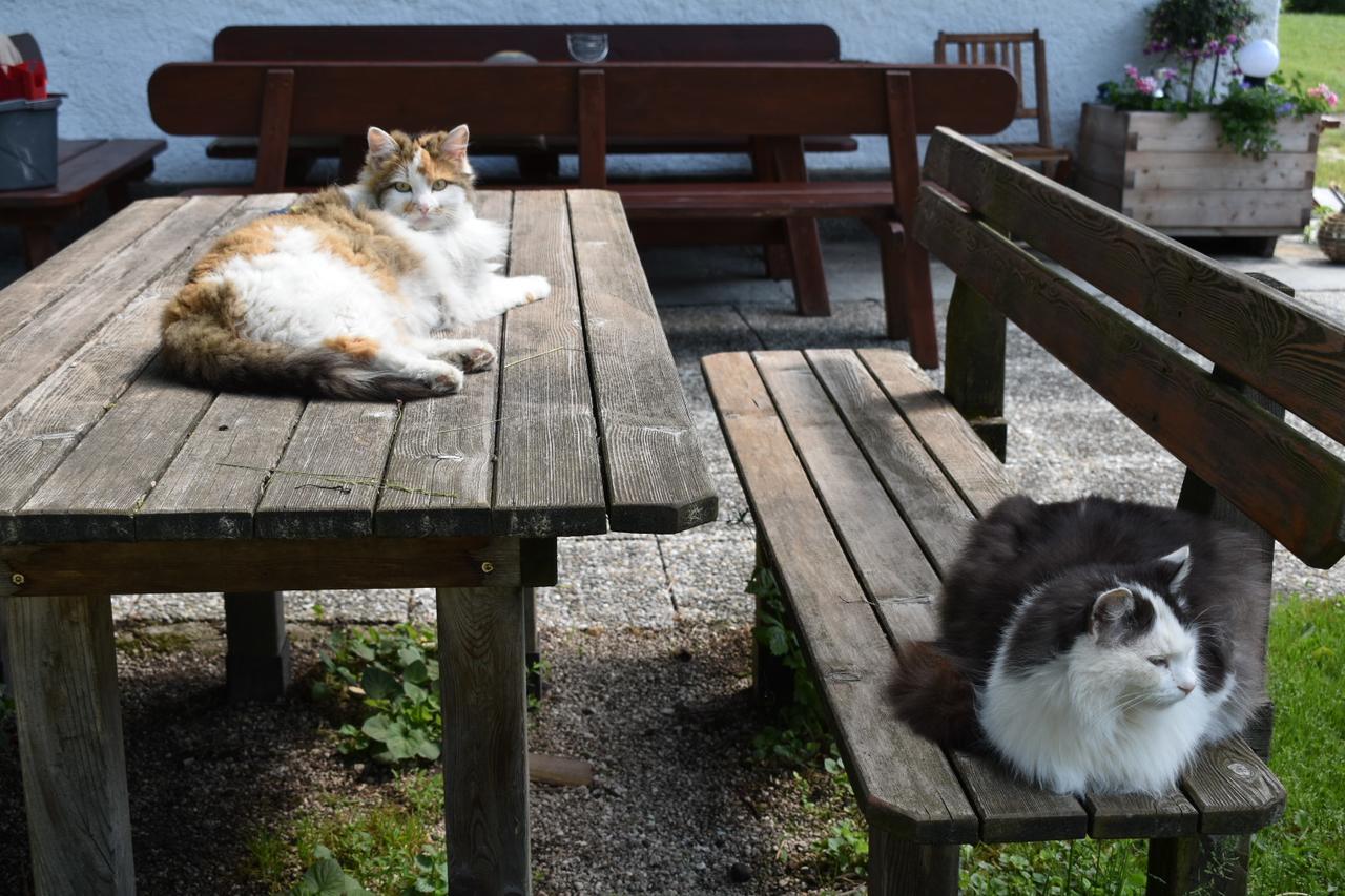 Ferienhof Grubinger Unterach am Attersee Exterior foto